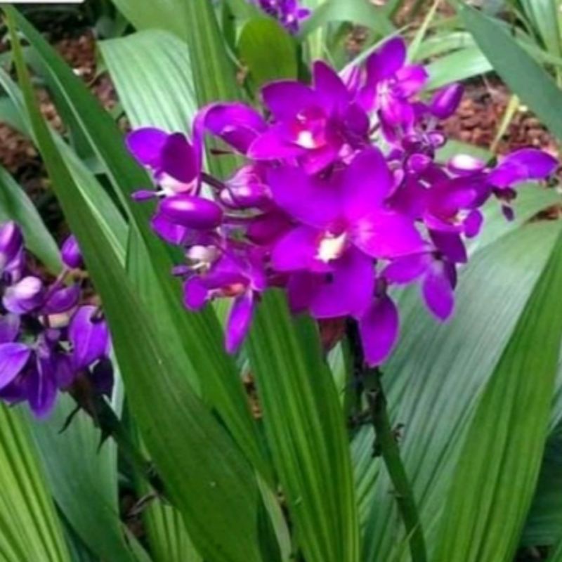 tanaman hias bunga cantik bunga anggrek tanah bibit tanaman hias pohon anggrek tanah/bibit bunga ang