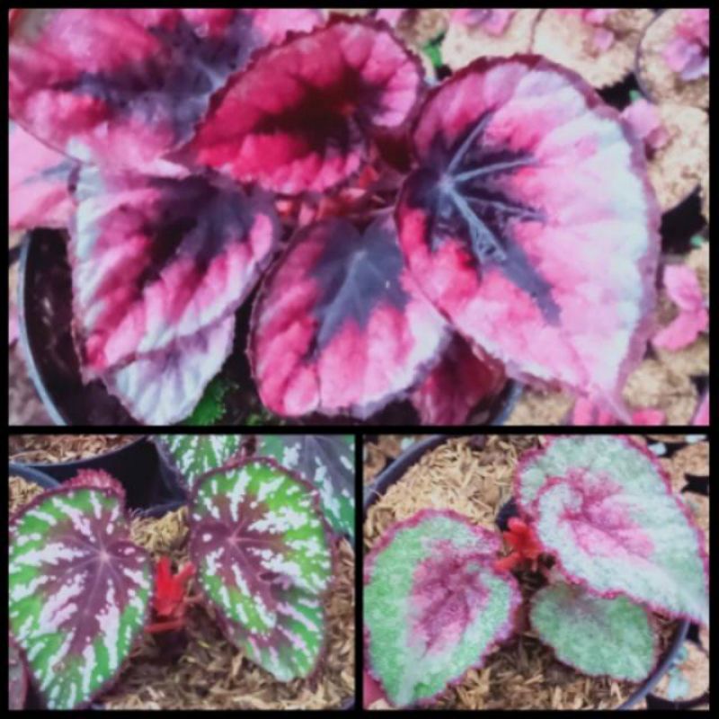 paket 3 jenis begonia