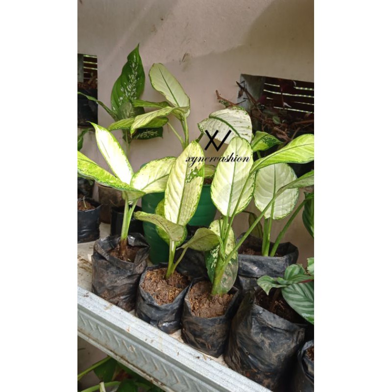 Aglonema Tissue / sri rejeki blanceng tisu