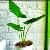 tanaman hias sente hijau/keladium sente hijau/pohon hias sente hijau