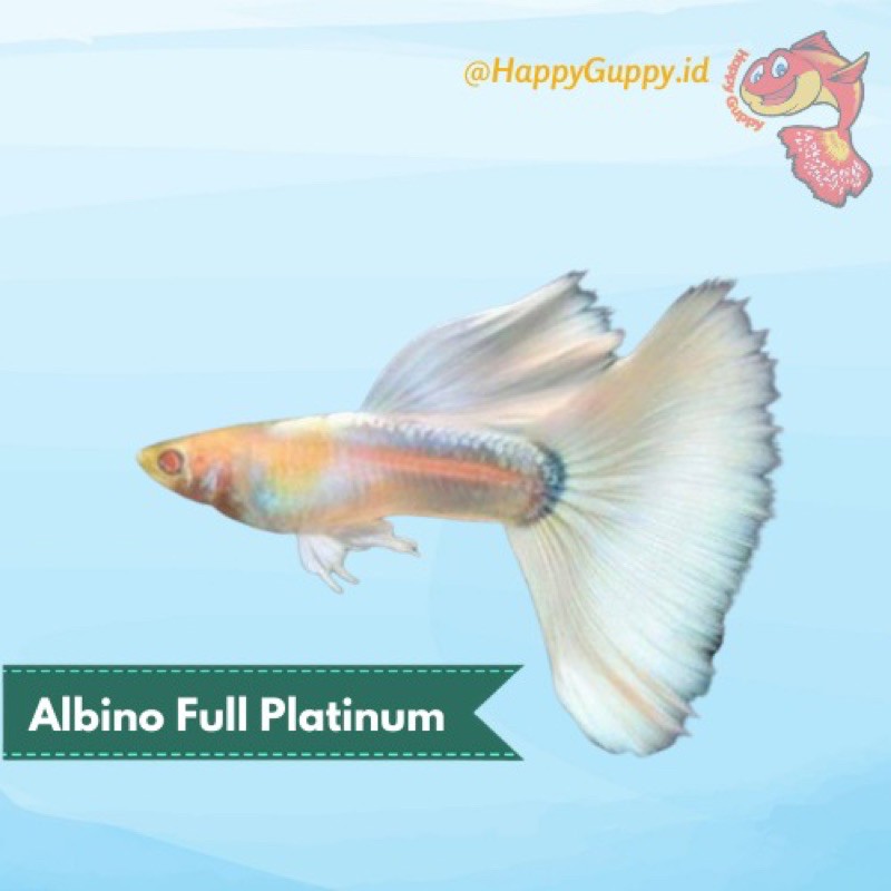 Ikan Hias Guppy Albino Full Platinum