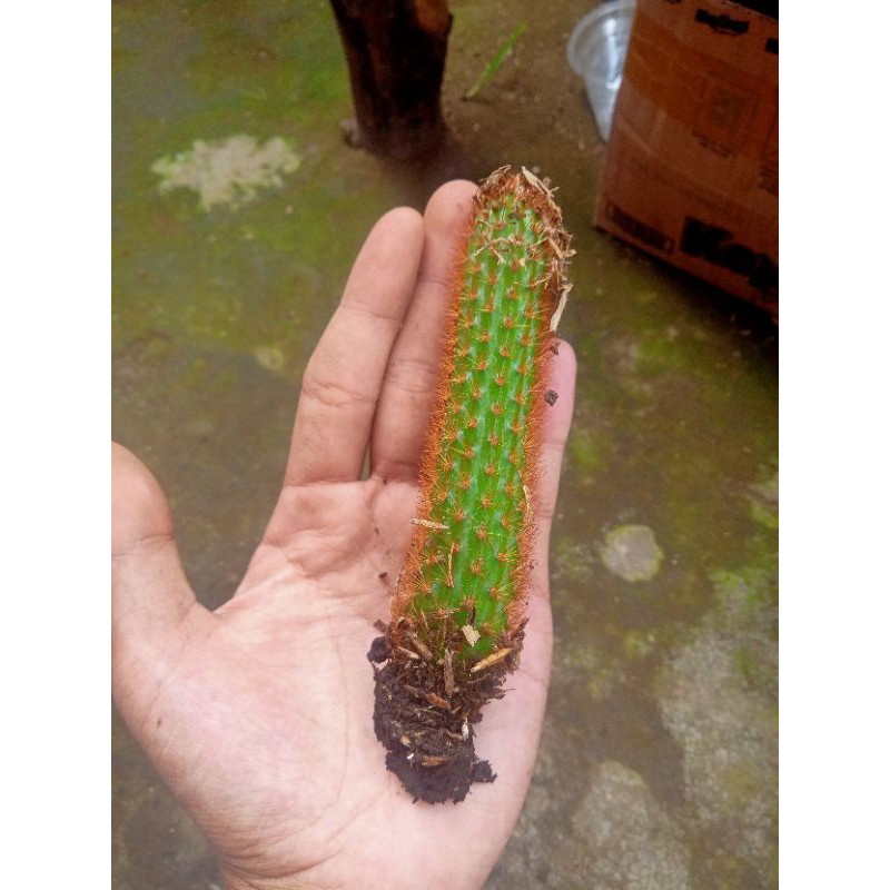 Kaktus Ekor Tupai Merah Ownroot + Freepot