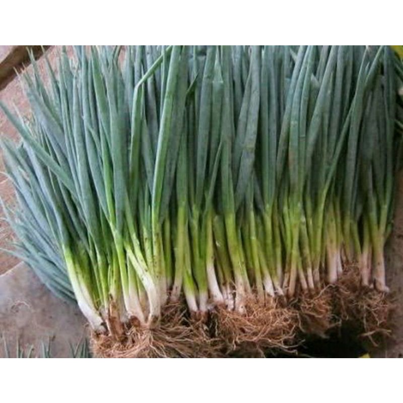

Daun Bawang Organik 250g