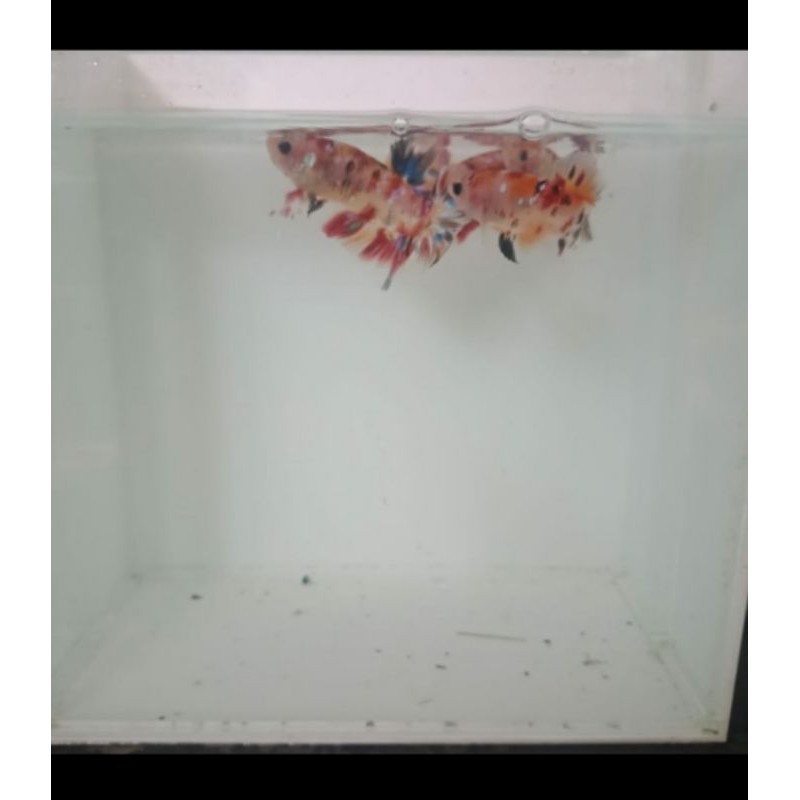 ikan hias nemo simulator galaxy nemo size S+