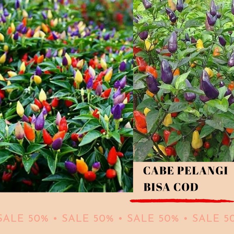 Cabe Pelangi berbuah /Bibit Cabe Pelangi/bisa COD/cabe warna warni/bibit cabe
