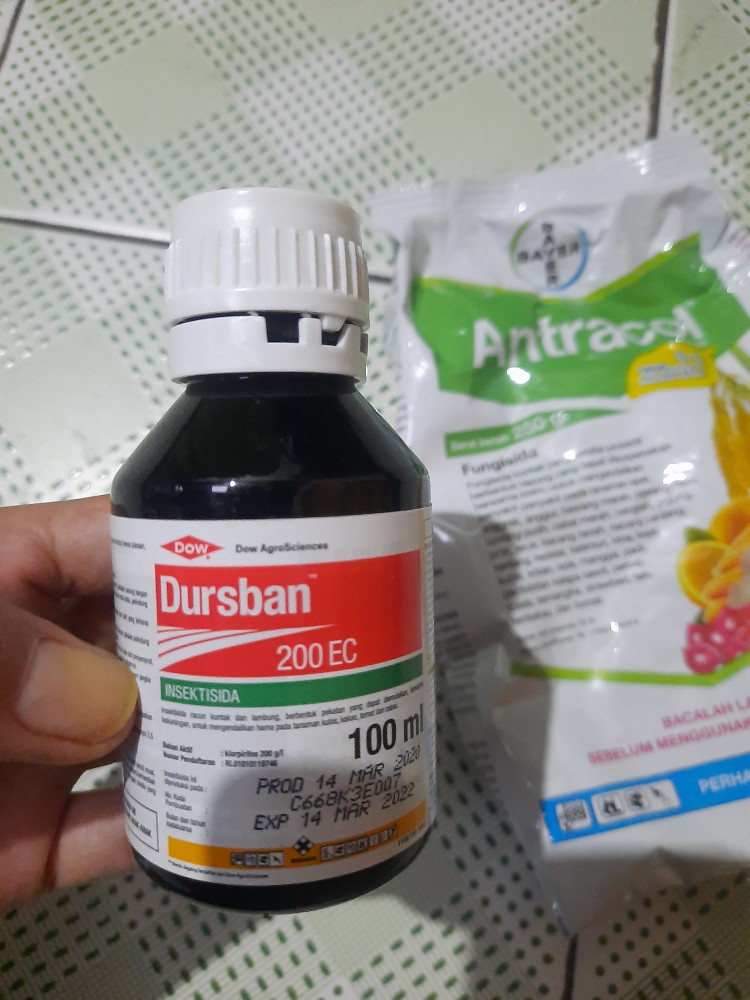 Insektisida Dursban 200 Ec 100 Ml