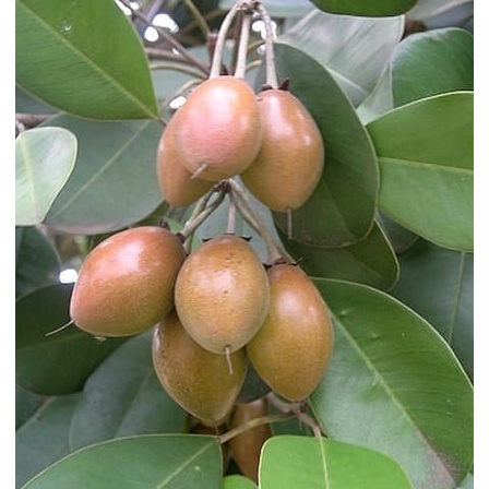 Bibit Tanaman buah Sawo Kecik