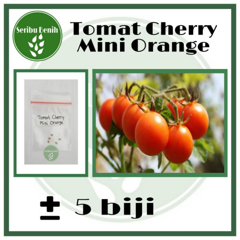 5 Benih Tomat Cherry Orange Golden Gem - Bibit Tomat cabe Buah Bulat Ceri Tanaman Hias [ SERIBU ]