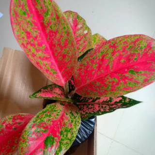BISA COD CASSANDRA AGLONEMA AGLAONEMA Tanaman Hias BISA COD CASSANDRA AGLONEMA AGLAONEMA Tanaman Hias