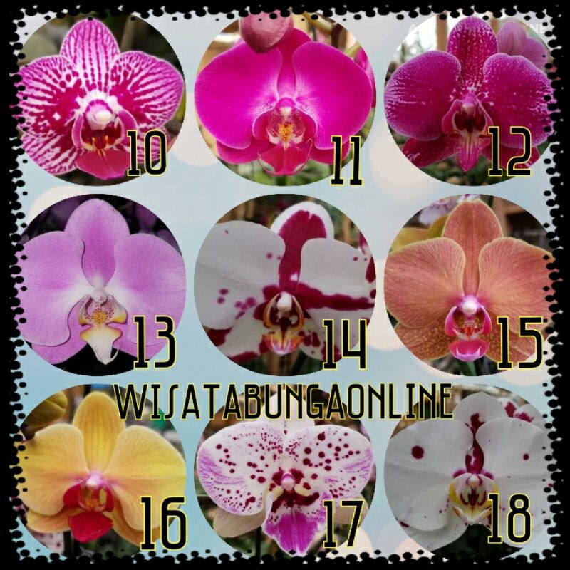 Seedling Anggrek Bulan Taiwan Hybrid