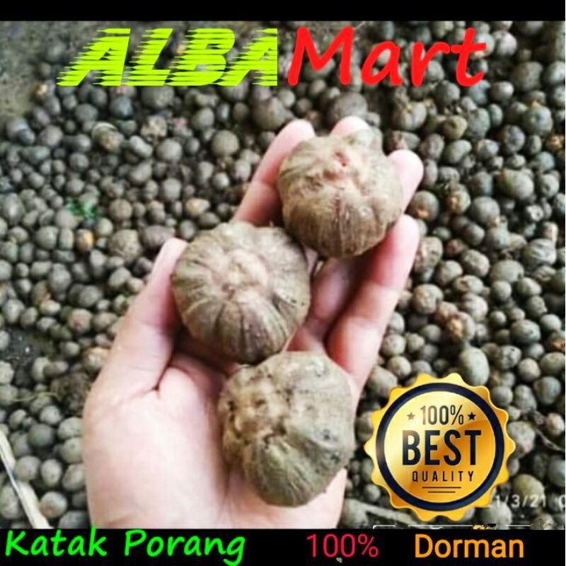 benih katak porang lokal tua jatuh pohon "dorman" super murah