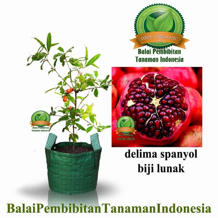 Ready Bibit Delima Spanyol / Bibit Buah / Tanaman