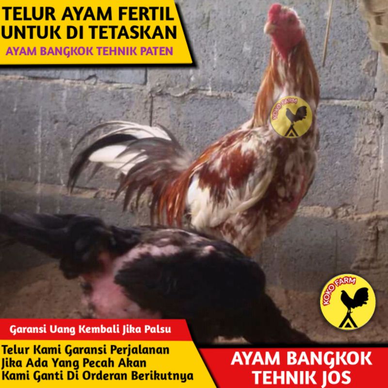 TELUR TETAS AYAM BANGKOK FERTIL / BUKAN AYAM KAMPUNG BIRMA PAMA SHAMO SAIGON PILIPIN