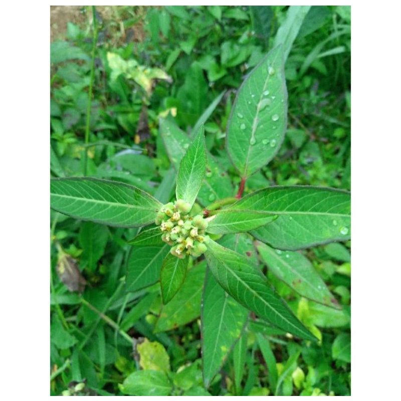 1 Kg Daun Kate Mas Katemas Petik Mas Emas Patik mas Suduk Mentul Segar pastikan mas daun katimas dau