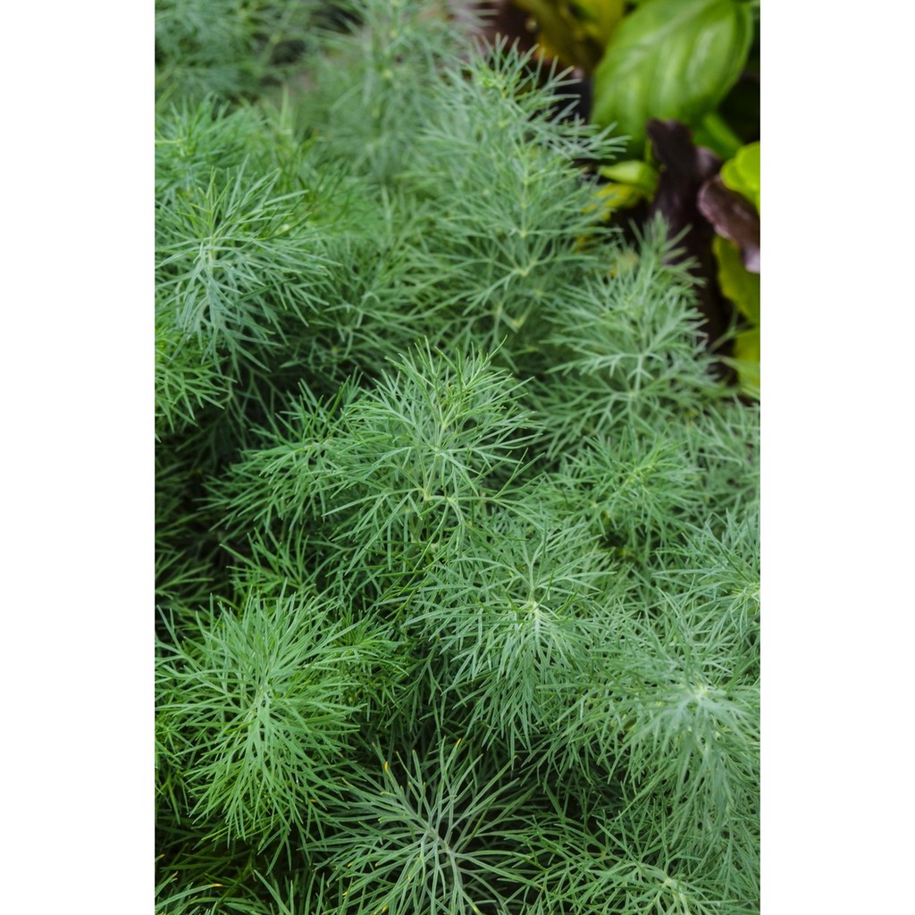 Benih Bibit Biji - Daun Dill Fernleaf (Anethum graveole) Herb Seeds - IMPORT