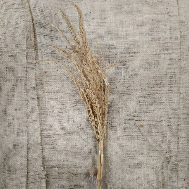 

Bunga Kering Jagung