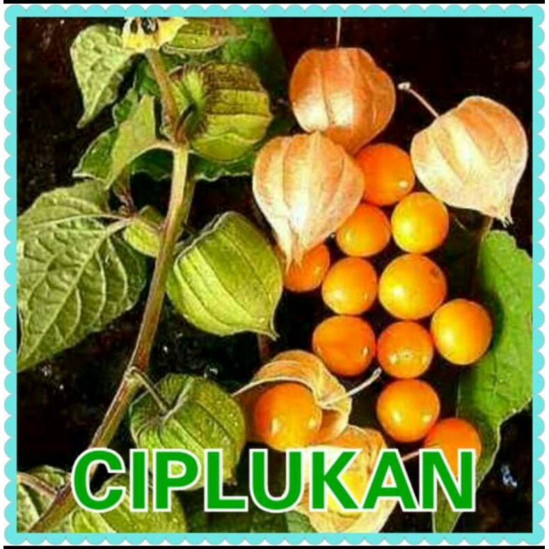 benih bibit ciplukan jumbo