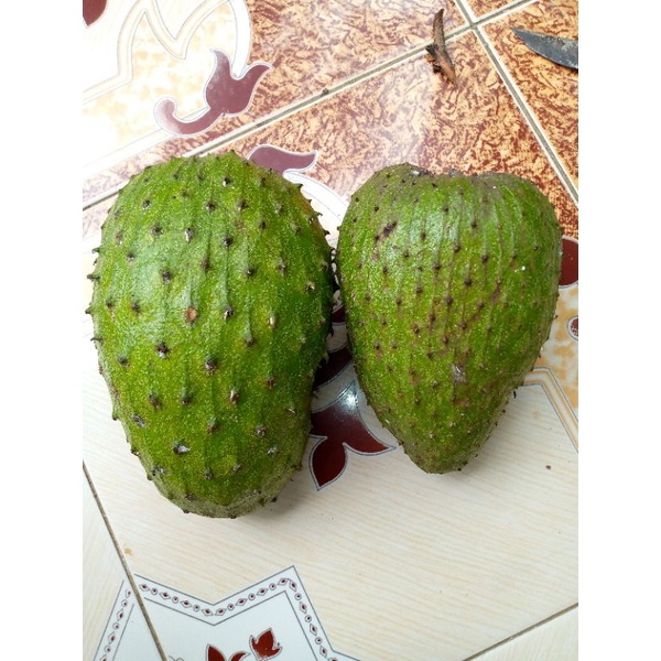 

buah sirsak mentah 1 kilo