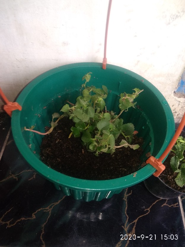 Tanaman Gantung Acalypa Ulat Merah