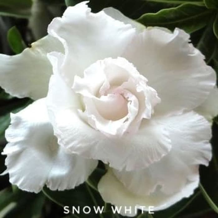 

Adenium Obesium - Snow White