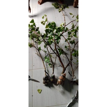 bibit fresh cangkok Jambu air citra, jambu madu deli hijau, jambu kusuma 3paket