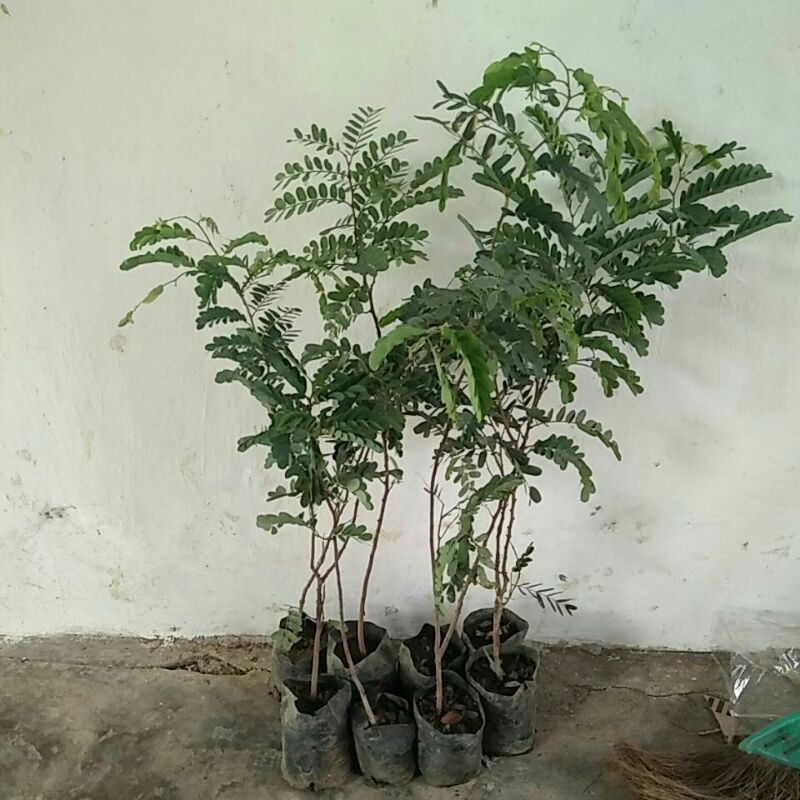 Asam Jawa Bibit