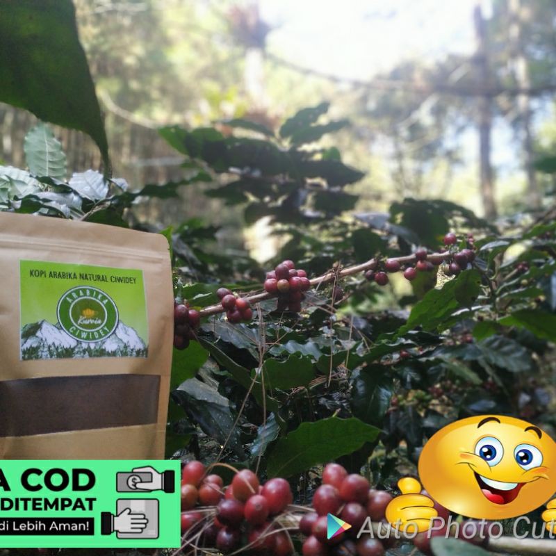 

kopi arabika 50gr natural proses