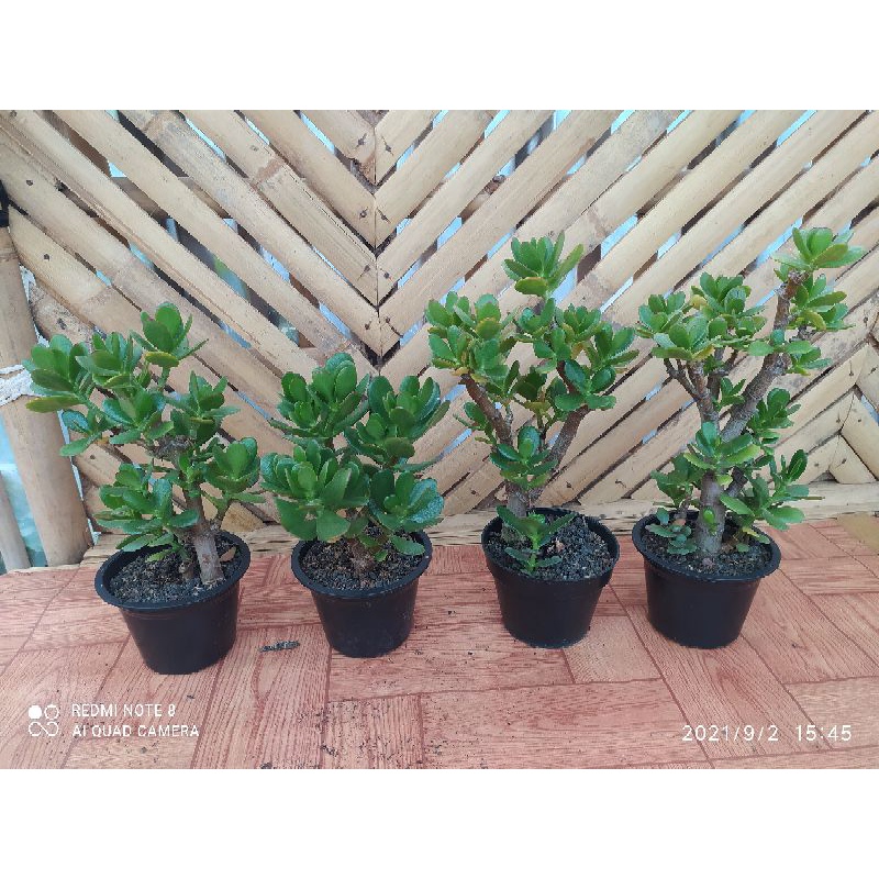 sukulen Jade plant bonsay