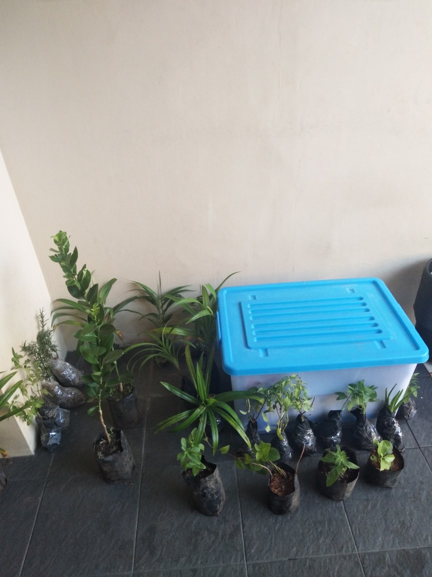 Bibit Jeruk Chokun Madu Manis Jeruk Chokun Thailand Okulasi