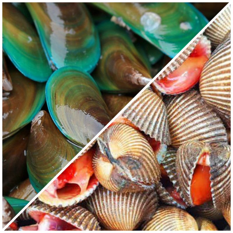 

KERANG HIJAU dan KERANG DARAH