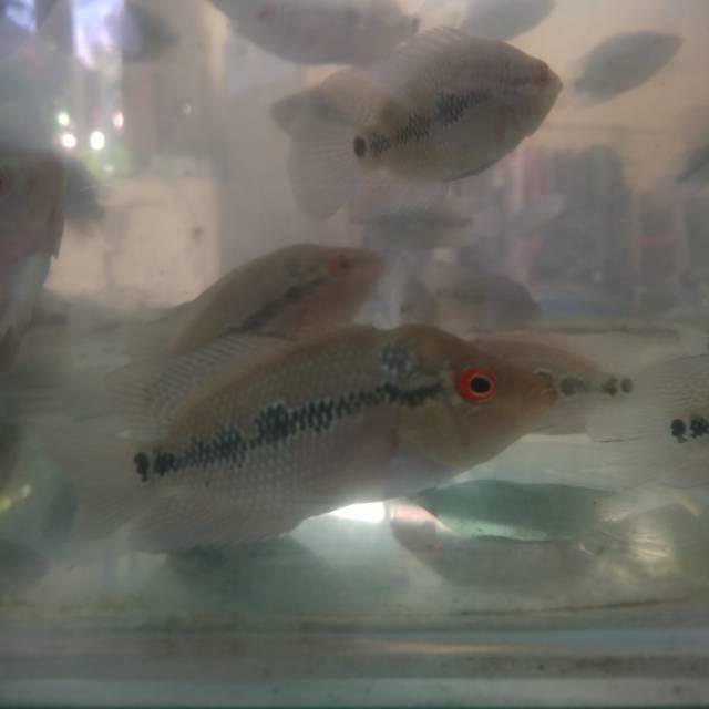 

Burayak ikan louhan SRD