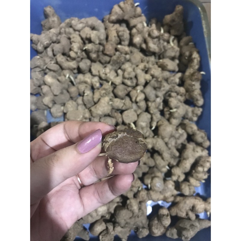 

kunyit hitam/kaempveria parviflora 250g