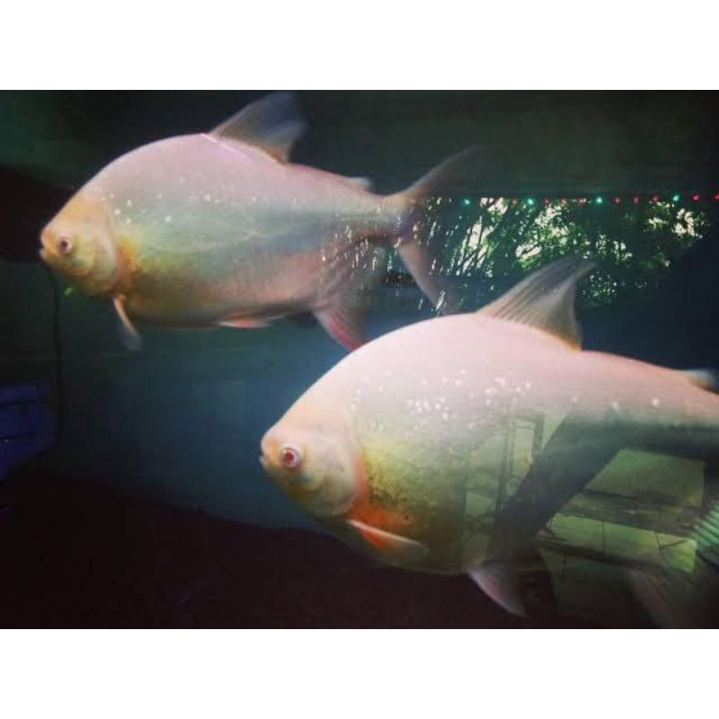 ikan pacu temennya arwana