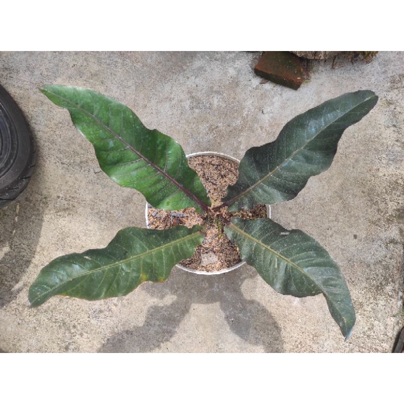 anthurium hokery black / hokeri hitam