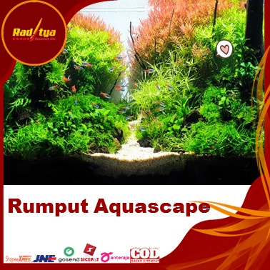 Rumput Dasar Aquarium Ukuran 100x40 Type Swiss Buat Aquascape Dari Raditya Desain Art