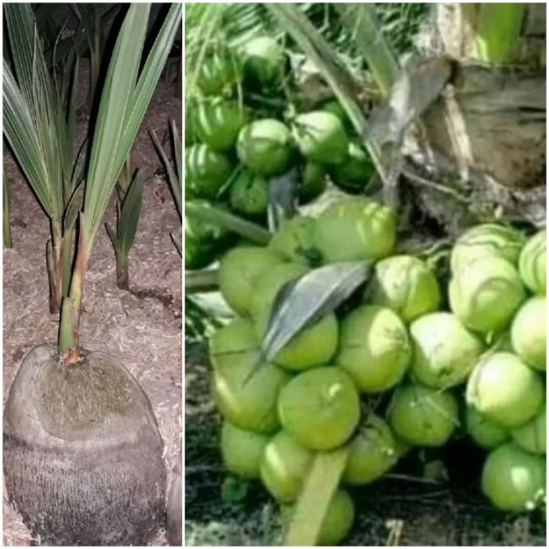 BIBIT KELAPA NIAS / BIBIT BUAH KELAPA NIAS / BIBIT KELAPA NIAS SUPER GENJAH/BIBIT KELAPA NIAS GENJAH