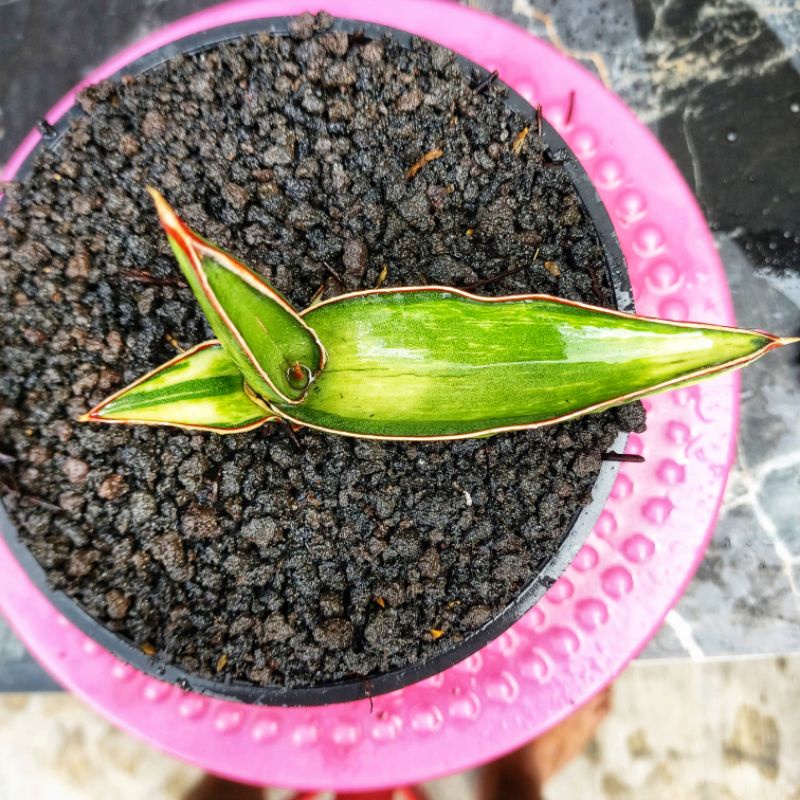 Sansivera Robusta Dwarf Varigata Putih #03