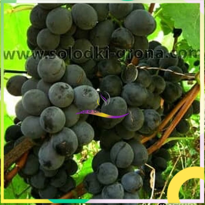 Asli bibit anggur import fujiminori Grafting (bibit anggur stek/grafting) bibit anggur murah