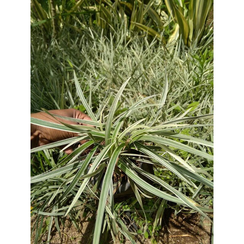 tanaman hias lili paris jaburan /alang alang putih