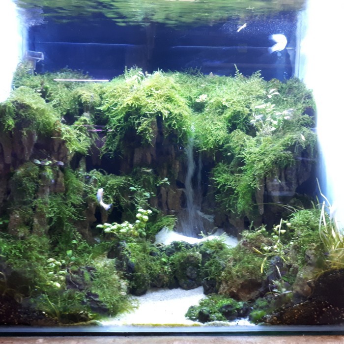 Aquarium Aquascape Full Set Design Tema Jungle Style 3