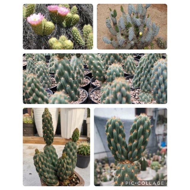 sukulen kaktus  langka opuntia miquelii (fresscut /berakar)