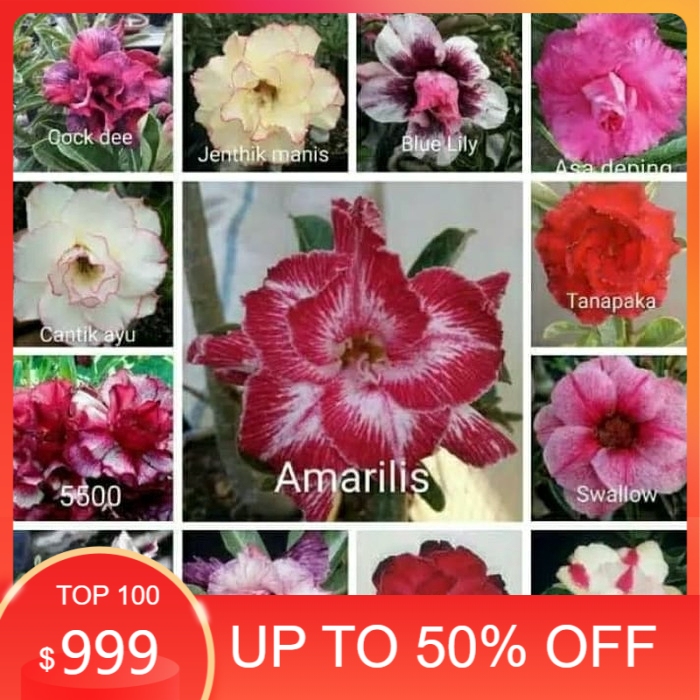 

good Paket 13 bibit bunga kamboja adenium tumpuk