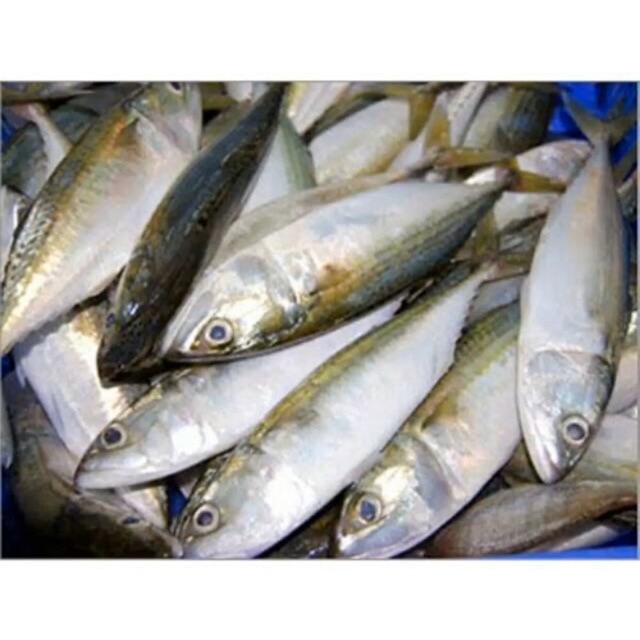 

Ikan kembung banjar 1kg/6-7 ekor