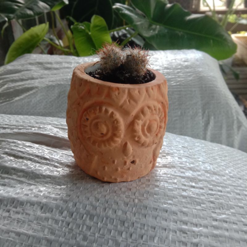 Kaktus dan pot Semen Batu motif Owl