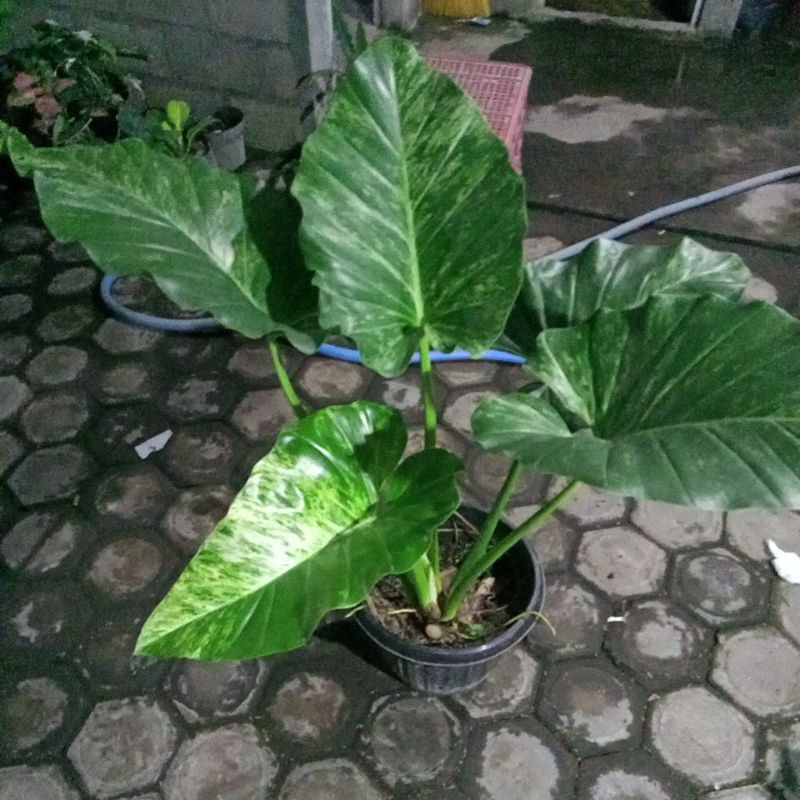 philodendron giganteum marble variegated