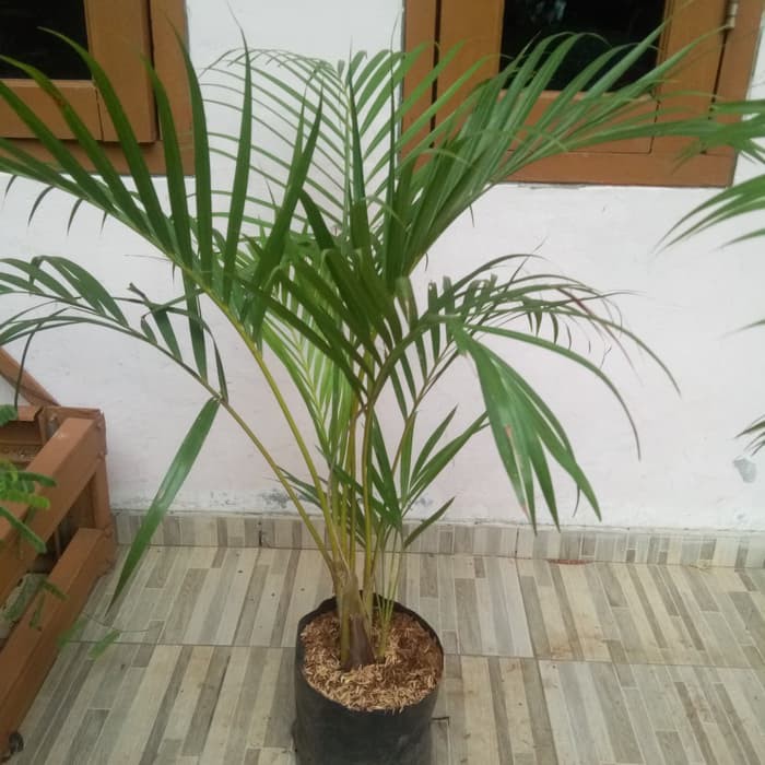 bibit pohon palem kuning / tanaman hias palem kuning / palem kuning