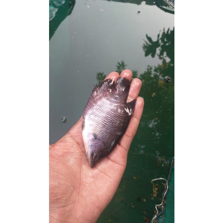 bibit ikan gurame super cepat besar sehat tahan