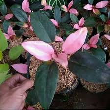 Tanaman Hias Philodendron Pink Congo Tanaman indoor