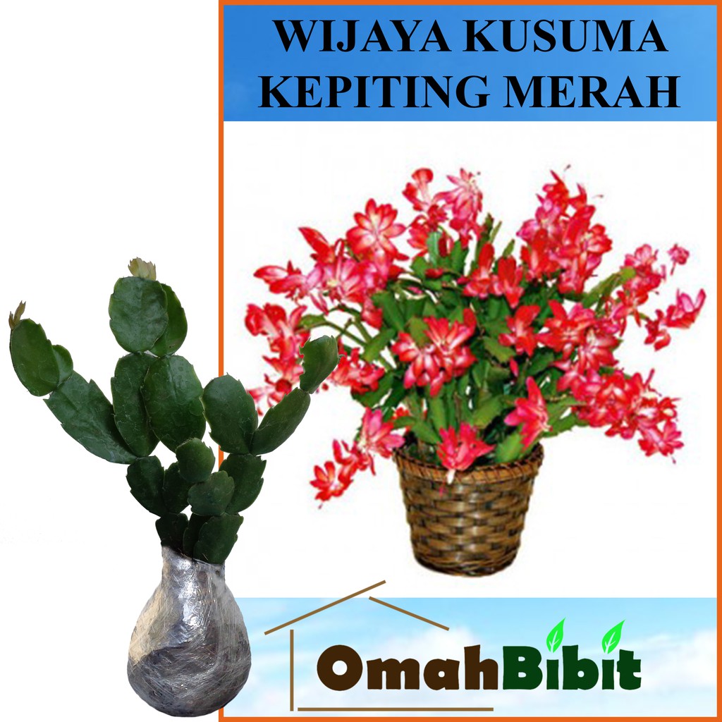 Tanaman Wijaya Kusuma Kepiting Merah