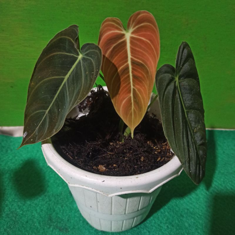 Philodendron melanochrysum ( Melano )